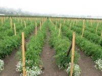 tomatoheaven.jpg